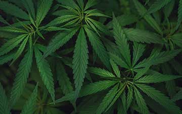 HR Hot Topic: Marijuana and the Workplace